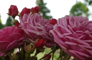 Rosen von Weihrauch - Stadt Am�neburg